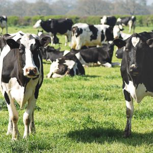 CATTLE