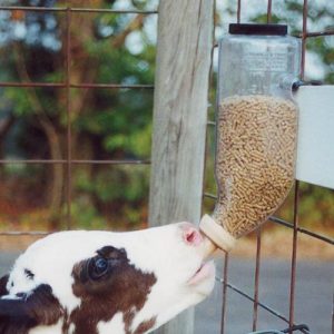 Cattle Husbandry