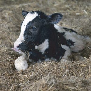 Cattle Obstetrics