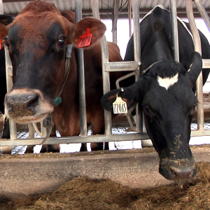 Cattle Nutrition