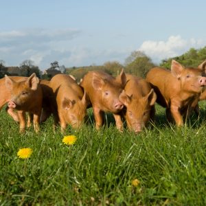 Pig Husbandry