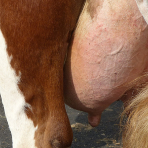 Cattle Udder Care