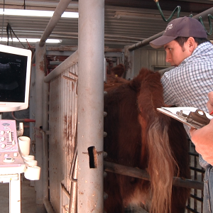 Cattle Veterinary Equipment