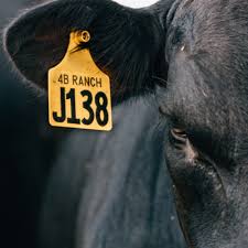Cattle Identification