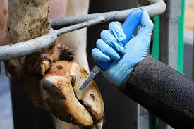 Cattle Hoof Care