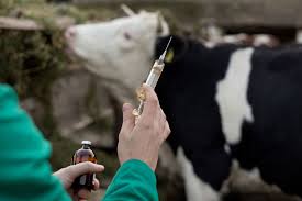 Cattle Medication