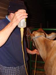 Cattle Administration Equipment