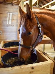 Equine Feed Supplement