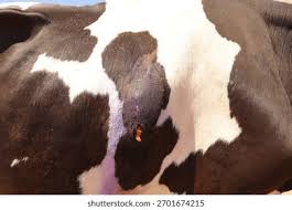 Cattle Wound Care
