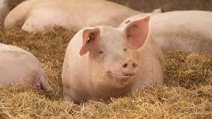 Pig Reproduction