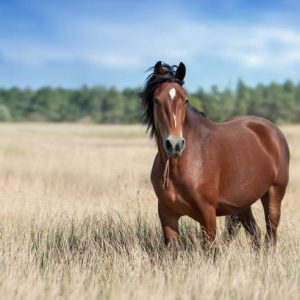 Equine Health
