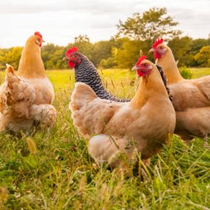 Poultry Health