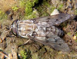 Insecticides and Fly Repelants