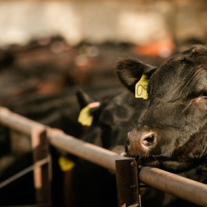 FIND PRODUCTS BY LIVESTOCK
