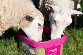 Small Stock Nutrition