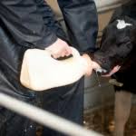 Calf Feeding and Husbandry