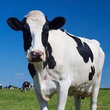 Cattle Nutrition and Husbandry