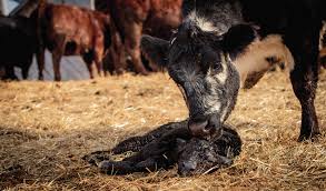 Nettex Cattle