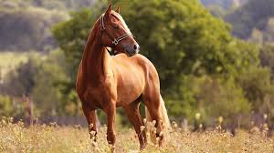 Nettex Equine
