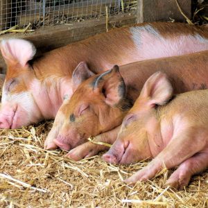 PIGS