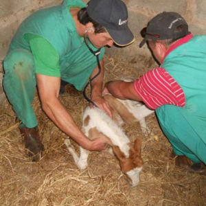 HOWICK VET WHOLESALE (EXPORT)